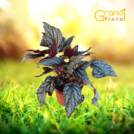 Flori Ghiveci - Begonia Rex Silver