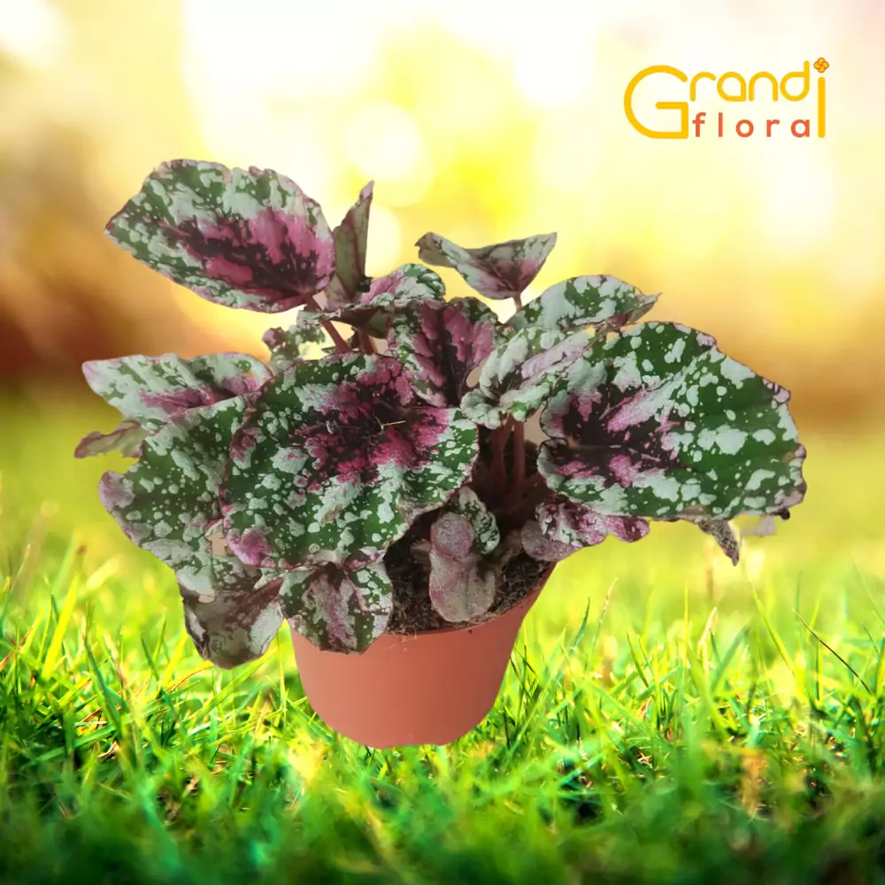 Flori Ghiveci - Begonia Rex Tricolor Splash