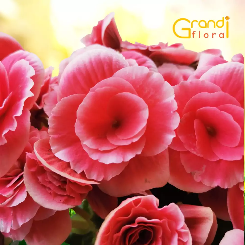 Begonia XXL de Ghiveci - Peach [1]