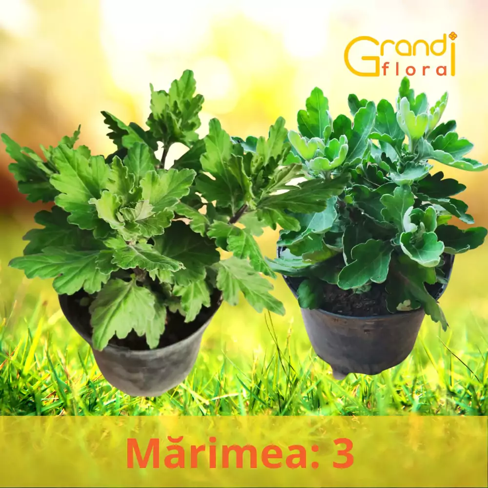 Crizanteme Fieluta Grena - Floare Mare (M 3) [4]