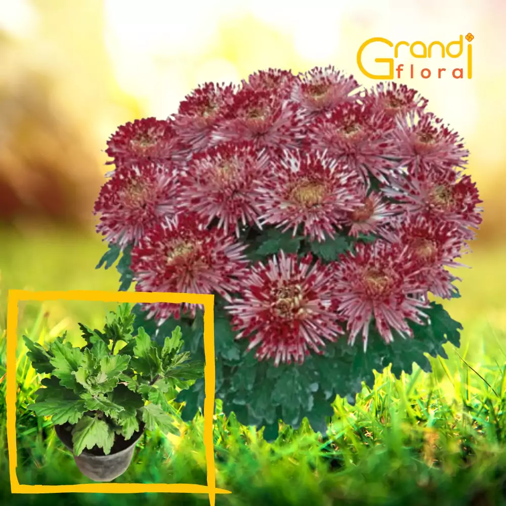 Crizanteme Fieluta Grena - Floare Mare (M 3) [3]