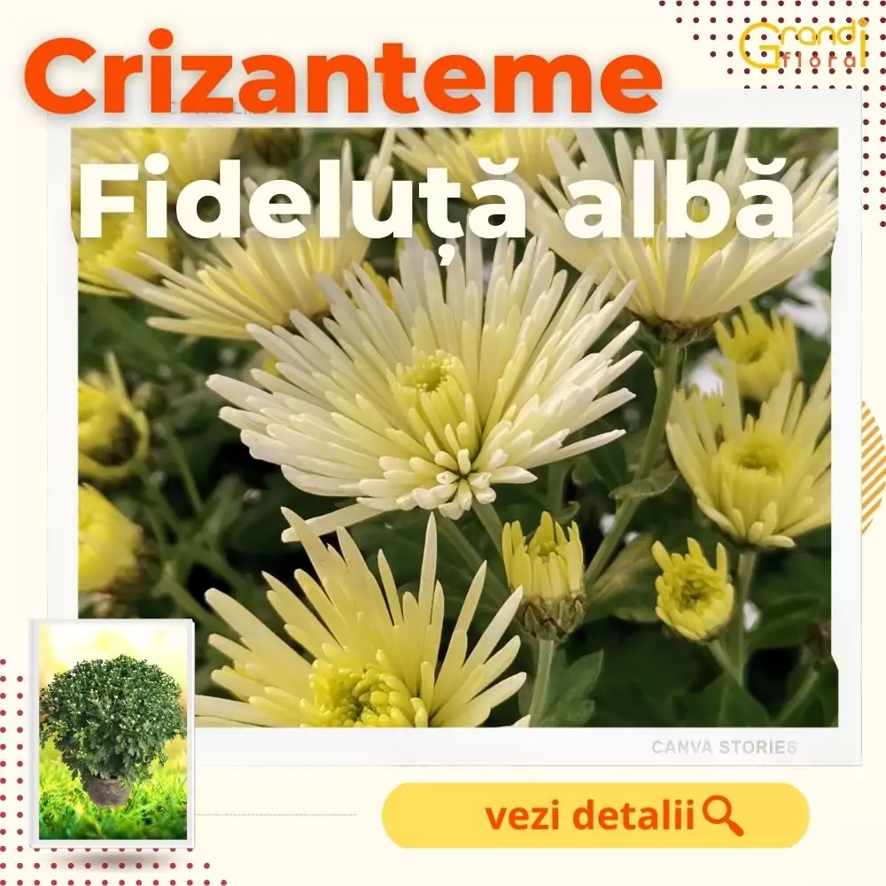 Crizanteme Glob Fideluta Alba (M 4) [0]