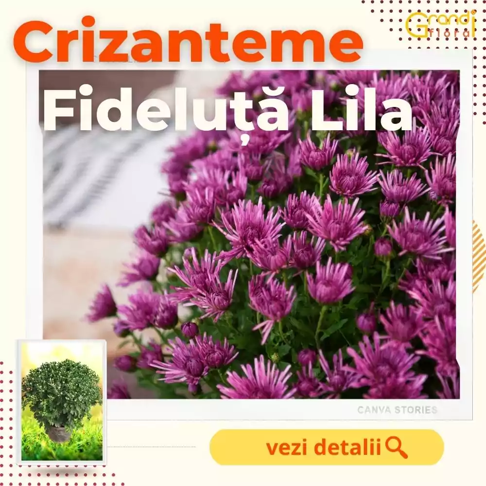 Crizanteme Glob - Fideluta Lila (M 4) [0]