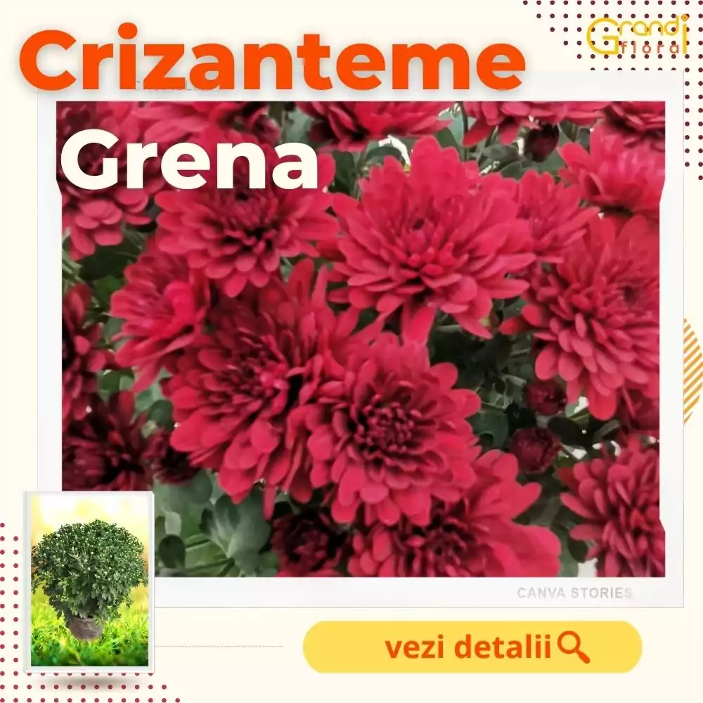 Crizanteme Glob - Grena (Marime: 3) [0]
