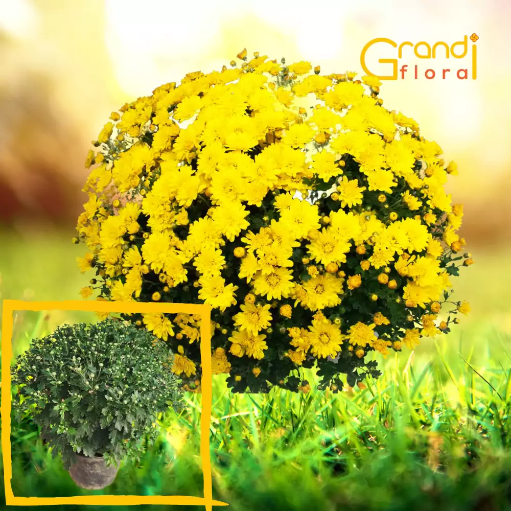 Crizanteme Glob - Galben (Marime: 3) [0]