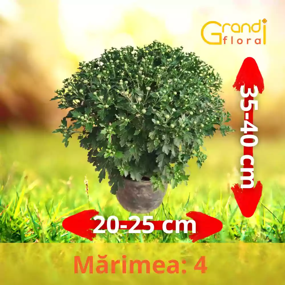 Crizanteme Glob - Lila (Marime: 4) [2]