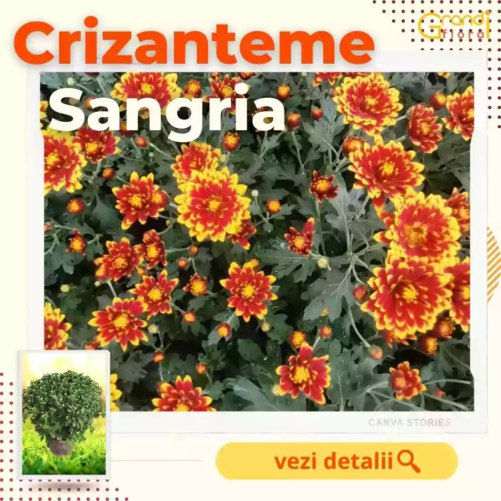 Crizanteme Glob Sangria (M 4) [2]