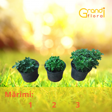 Crizanteme Fideluta verde (M 3) [2]