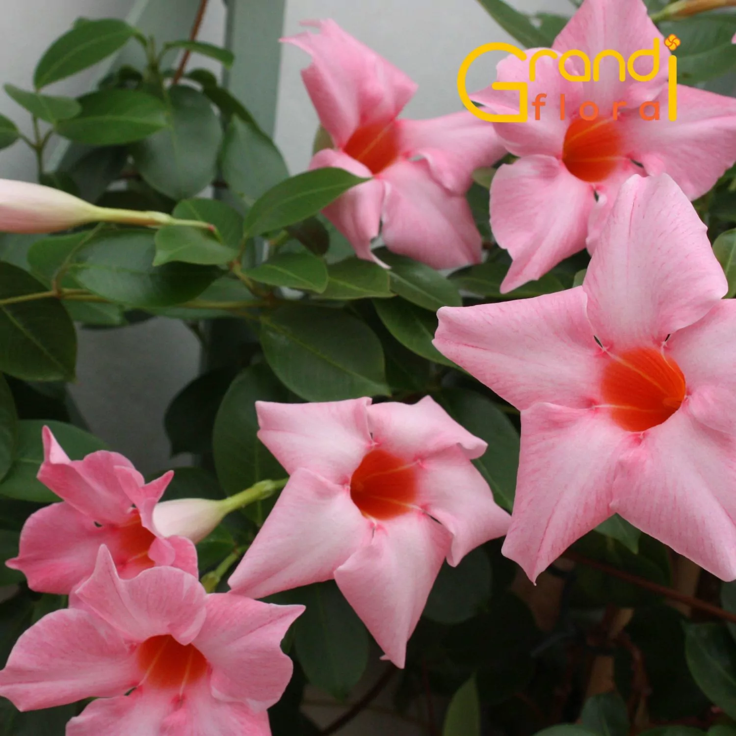 Dipladenia Roz deschis - 1 Ghiveci [1]