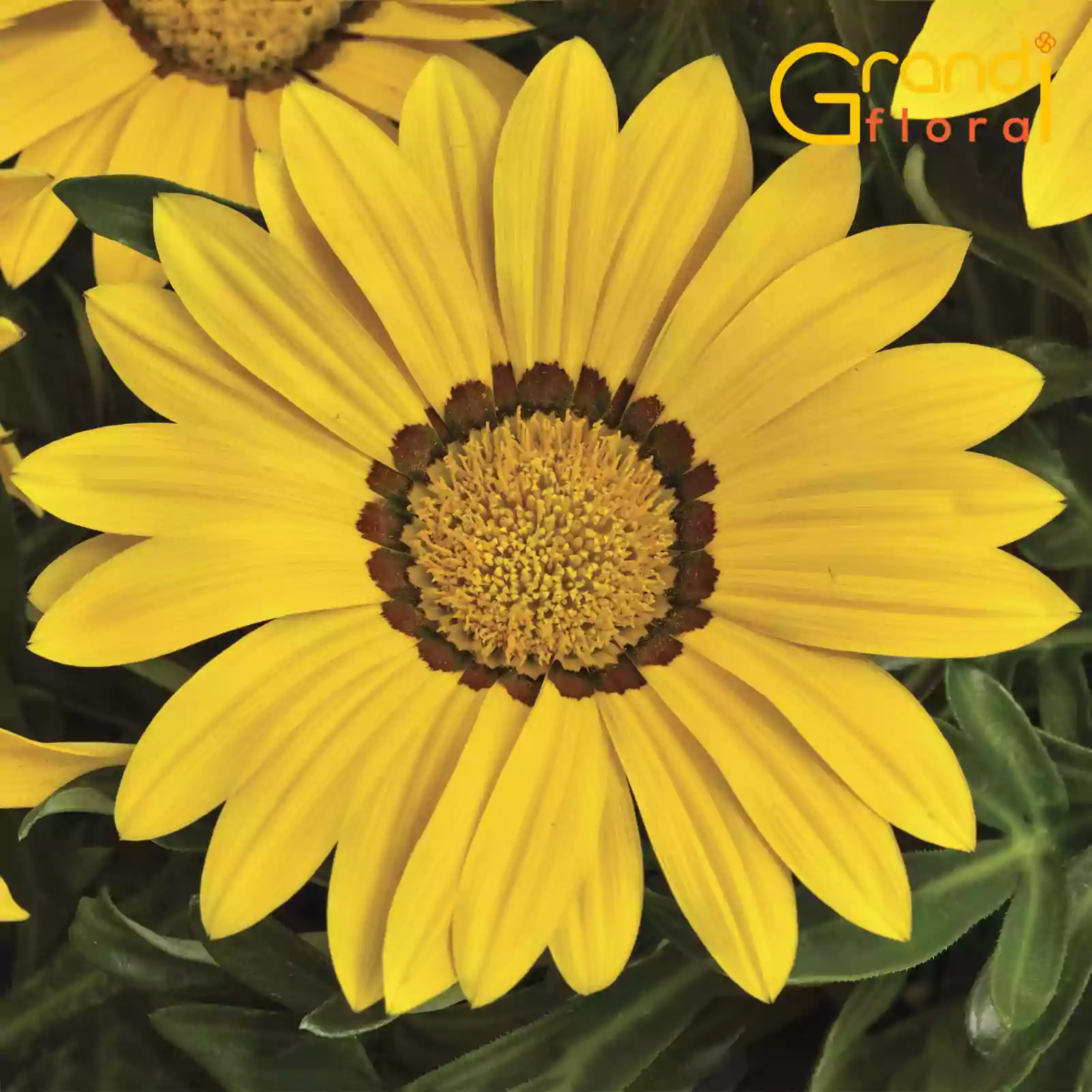 Mix 15 Ghivece de Gazania [6]