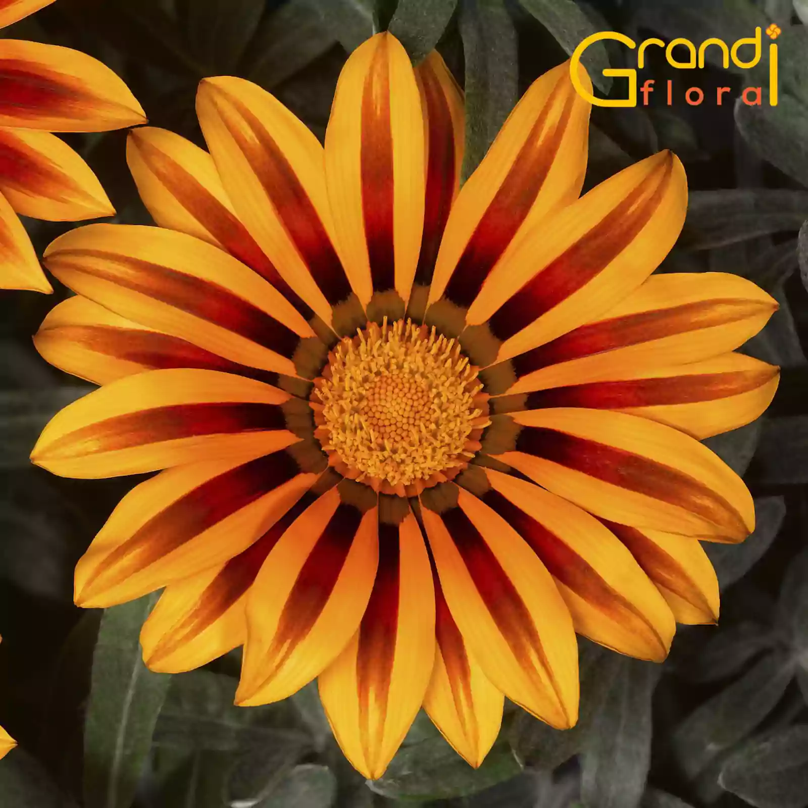 Mix 15 Ghivece de Gazania [3]