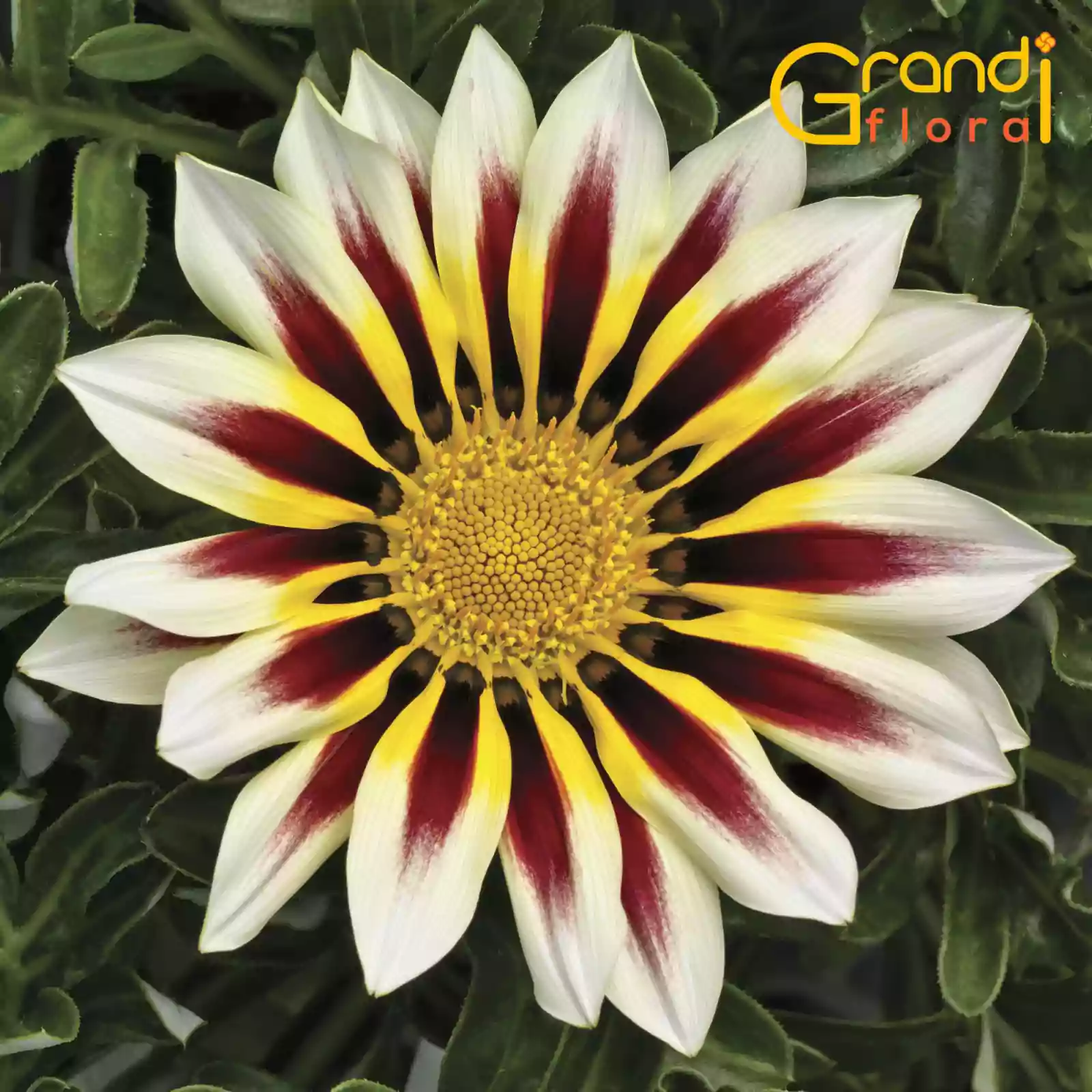 Mix 15 Ghivece de Gazania [4]