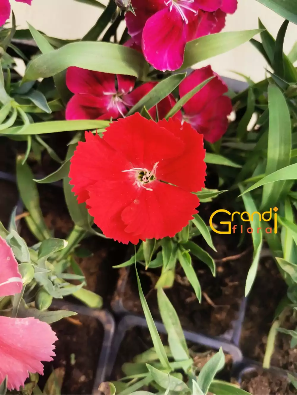 Mix 12 Garofite chinezesti XL [4]
