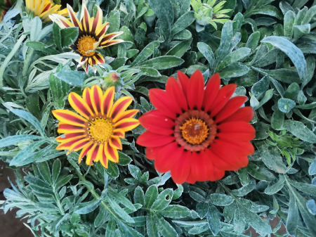 Mix 15 Ghivece de Gazania [13]