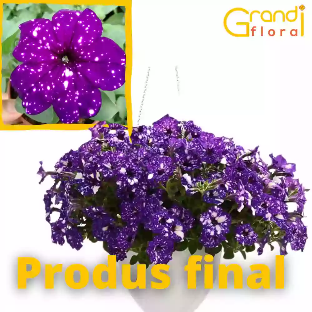 Petunia curgatoare Galaxy Bluesky "L" [3]