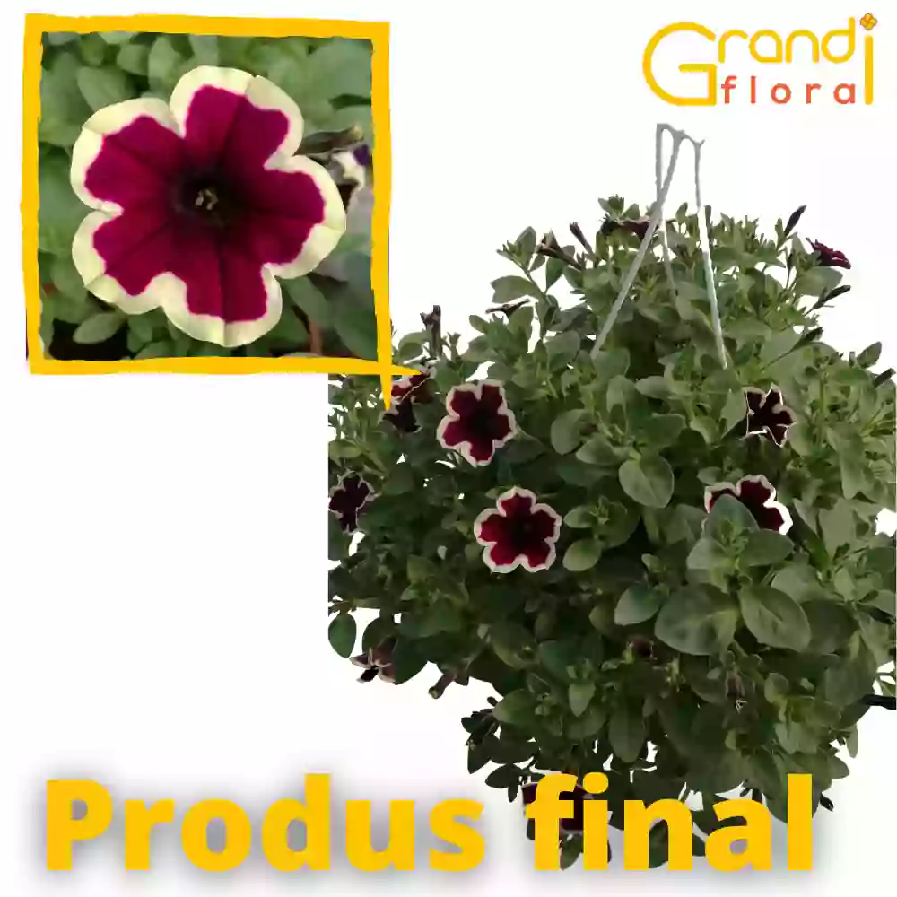 Mix 4 Petunia curgatoare (rasad) Carla [1]