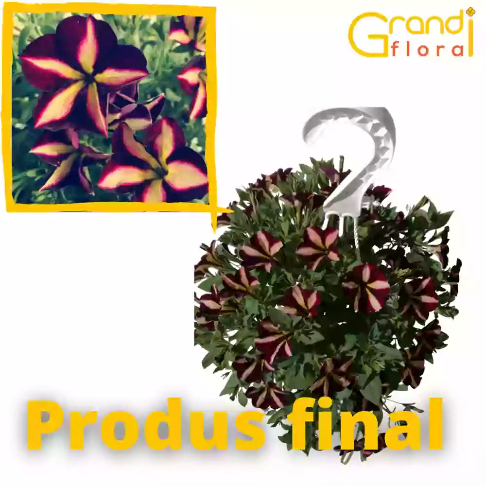 Mix 4 Petunia curgatoare (rasad) Carla [4]