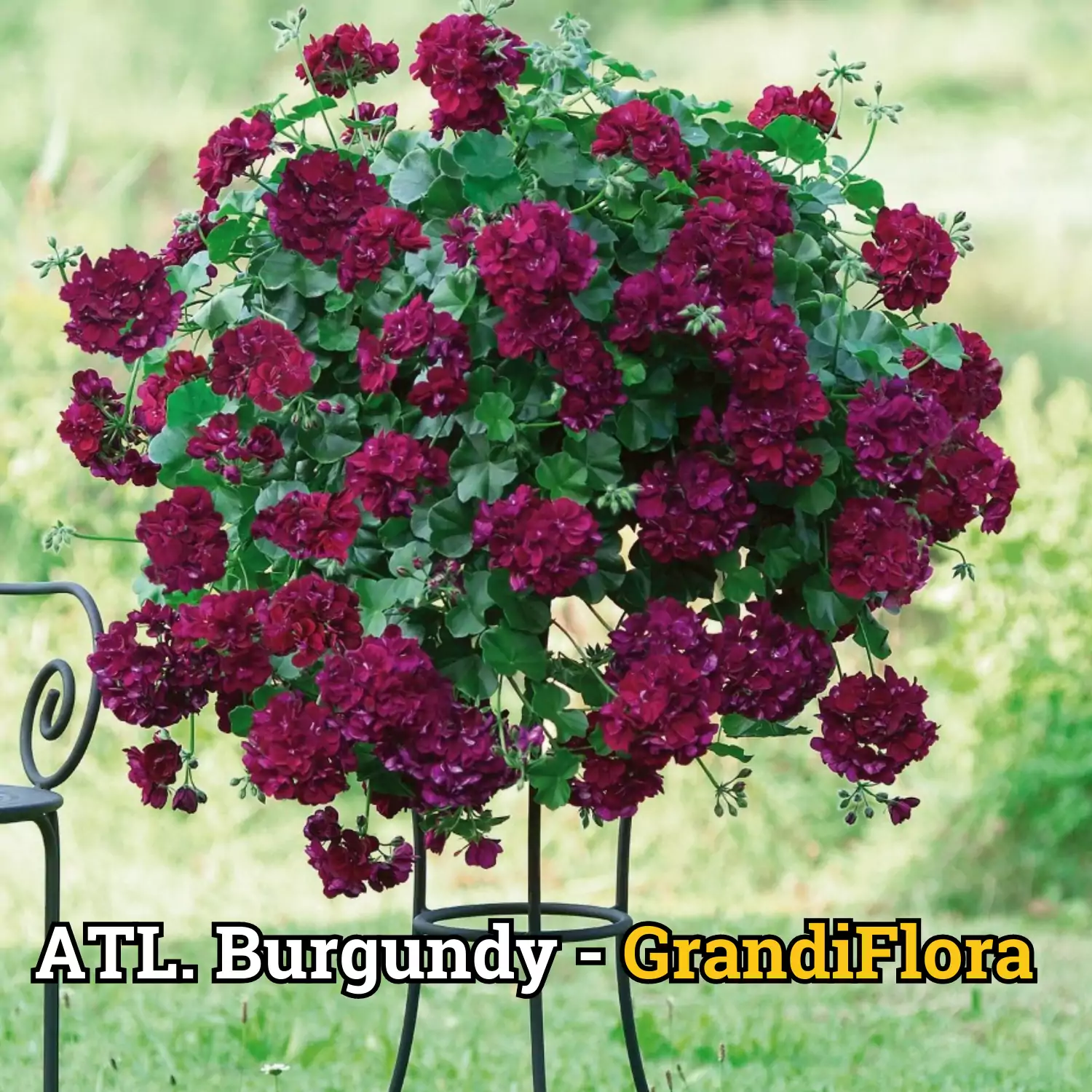 Muscate Curgatoare Burgundy - L [1]