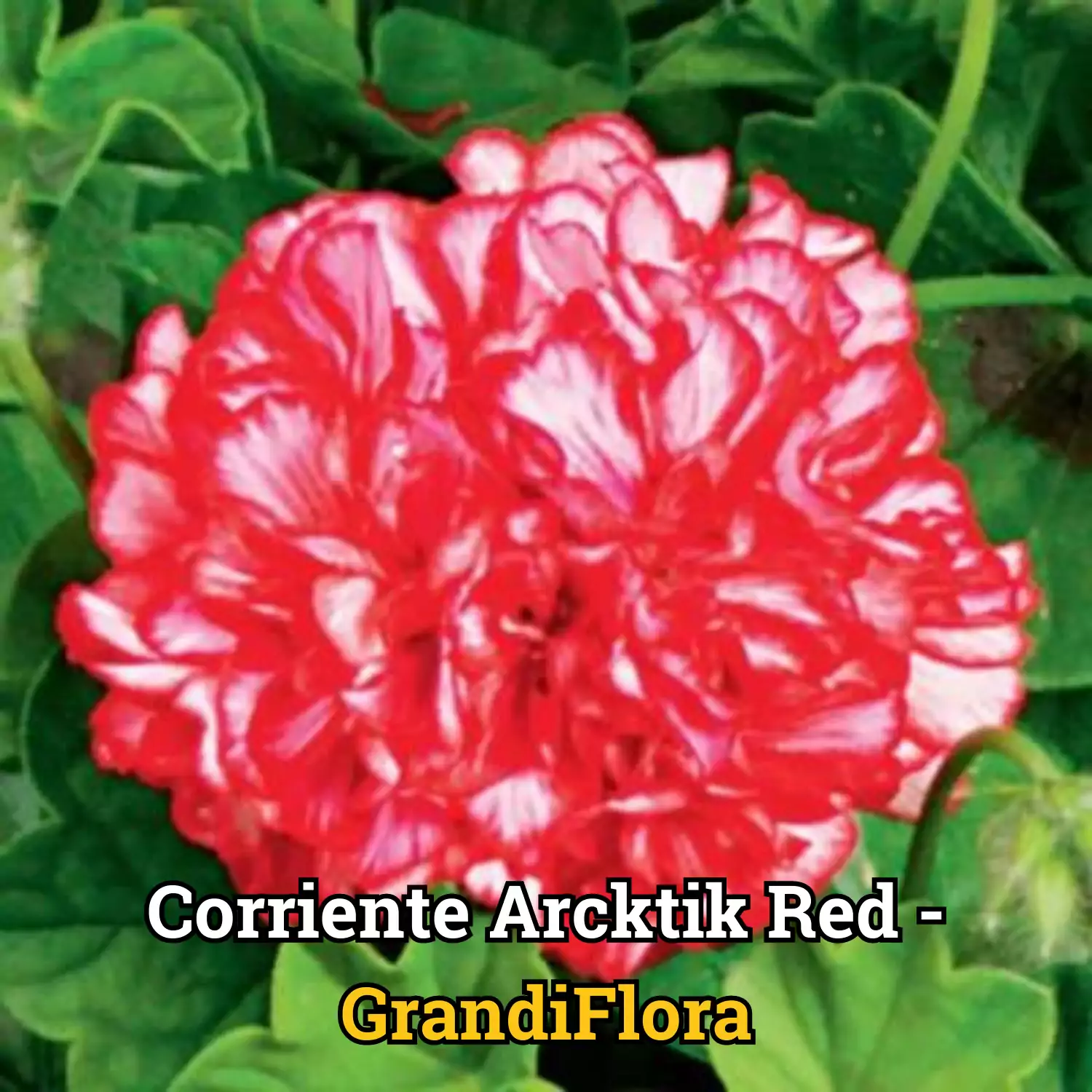 Muscate Arctik Red -L- [1]