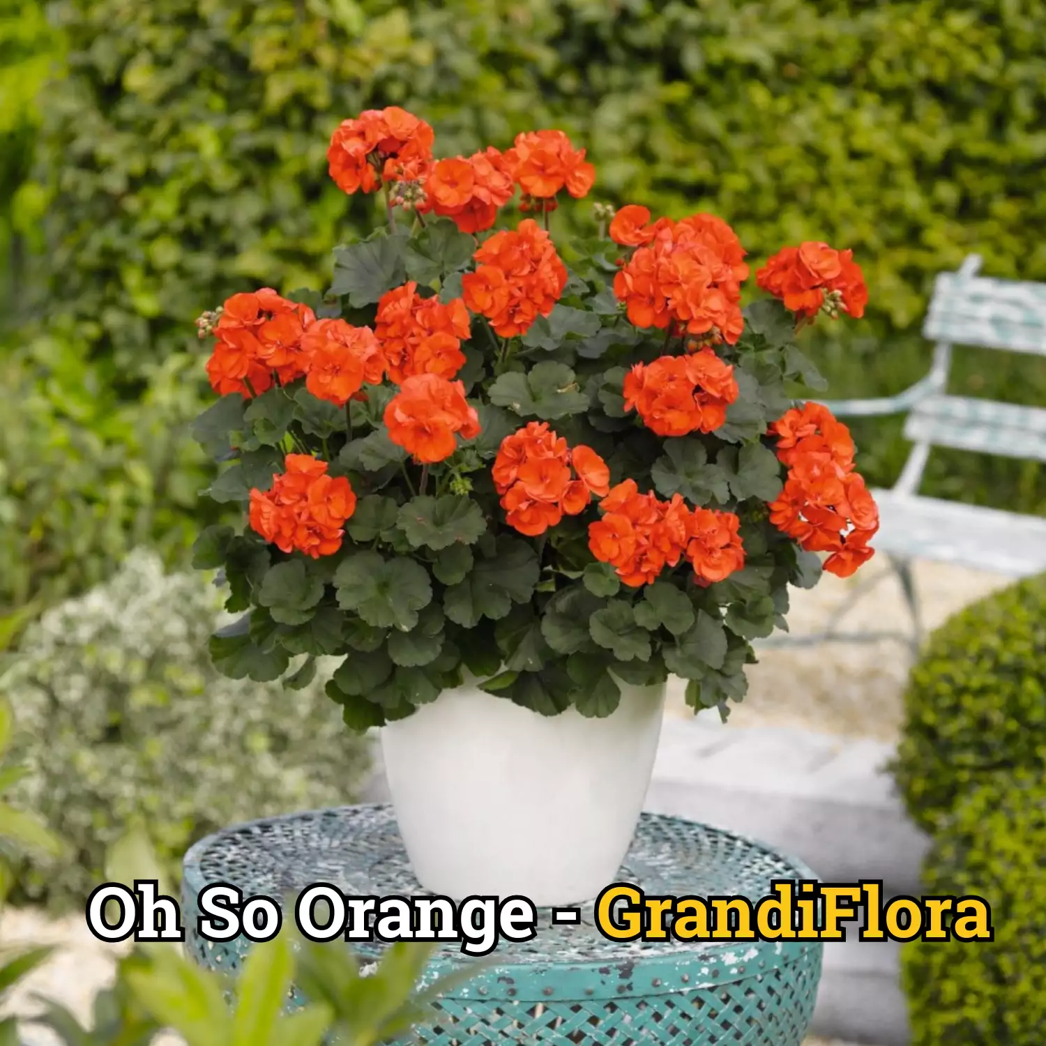 Muscate "So Orange"- L Zonale ghiveci [1]