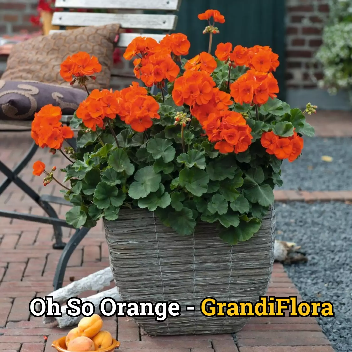 Muscate "So Orange"- L Zonale ghiveci [2]