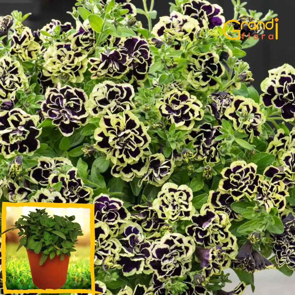 Petunia curgatoare Mystic "L" [3]