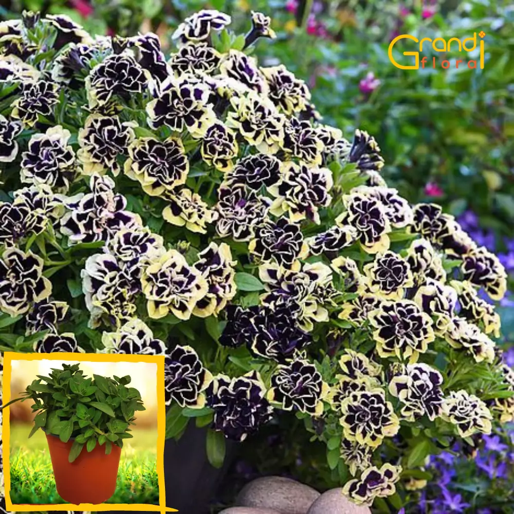 Petunia curgatoare Mystic "L" [2]