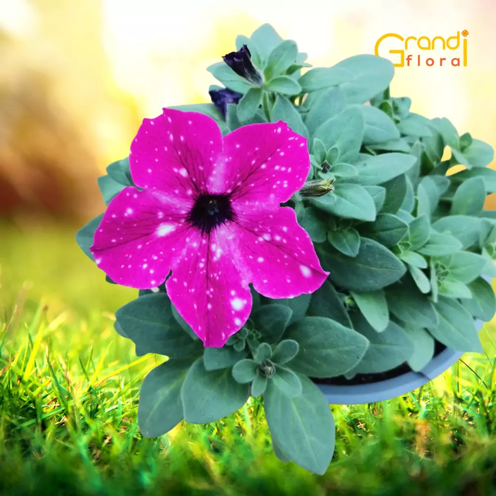 Petunia curgatoare Galaxy Circus -L- [2]