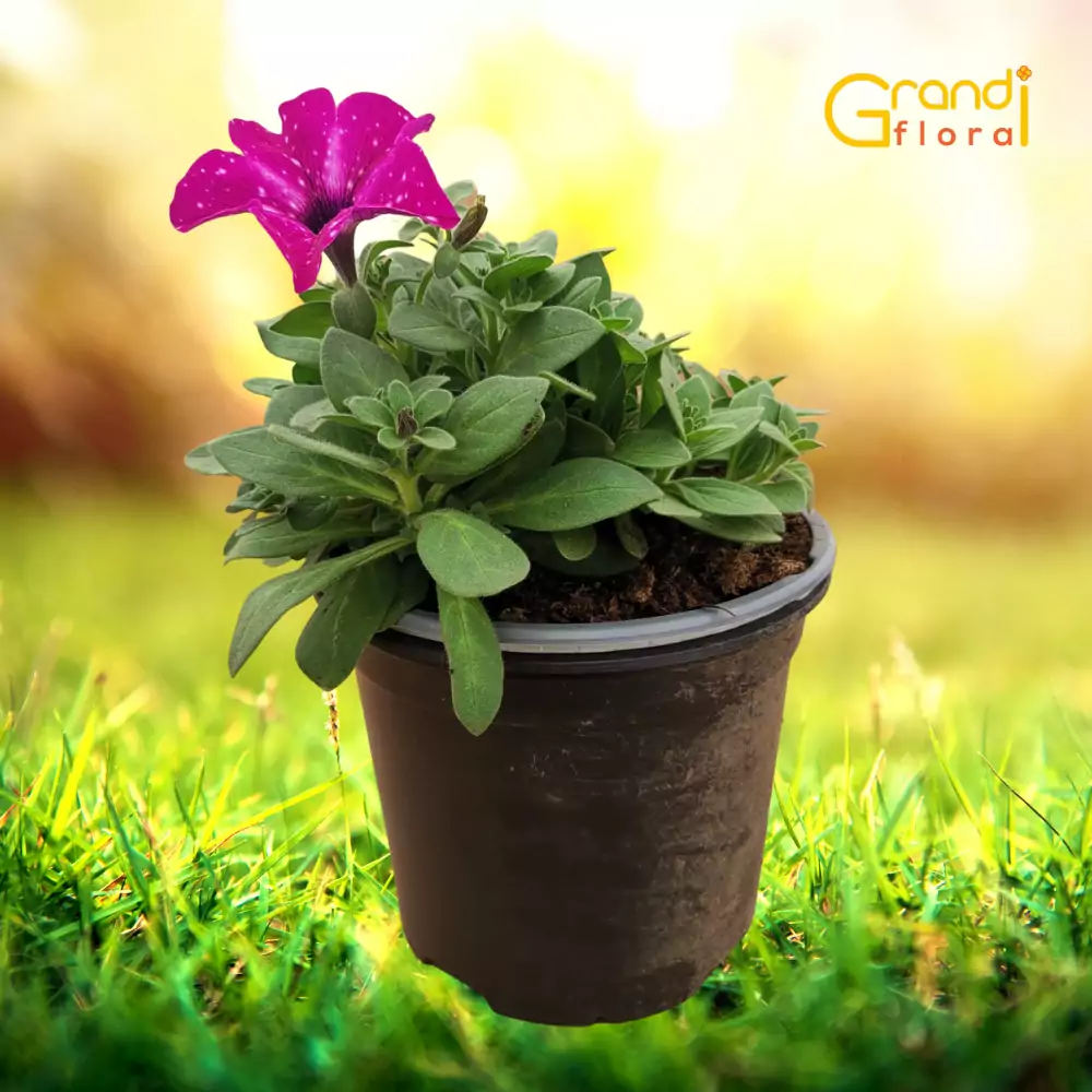 Petunia curgatoare Galaxy Circus -L- [3]