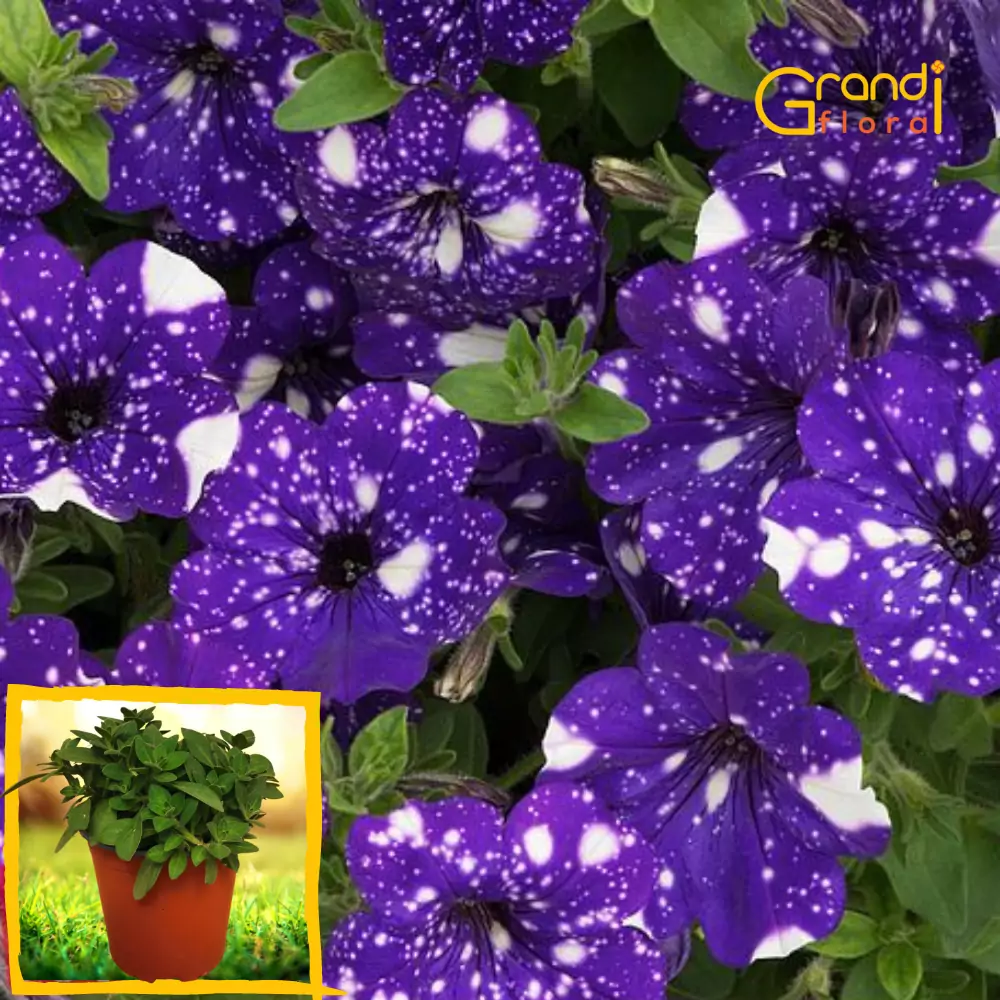 Petunia curgatoare Galaxy Bluesky "L" [1]