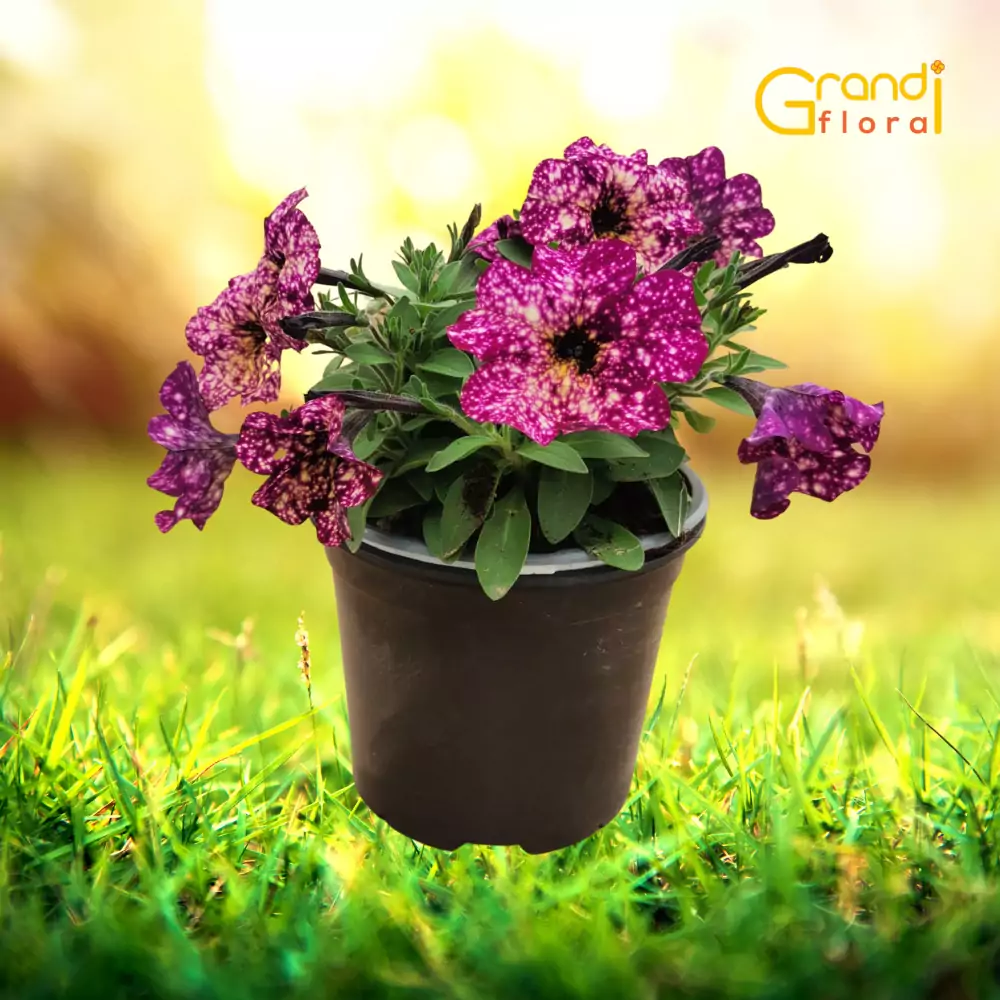 Petunia curgatoare Mambo "L" [3]