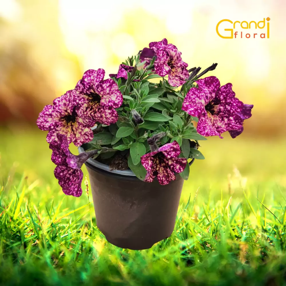 Petunia curgatoare Mambo "L" [2]