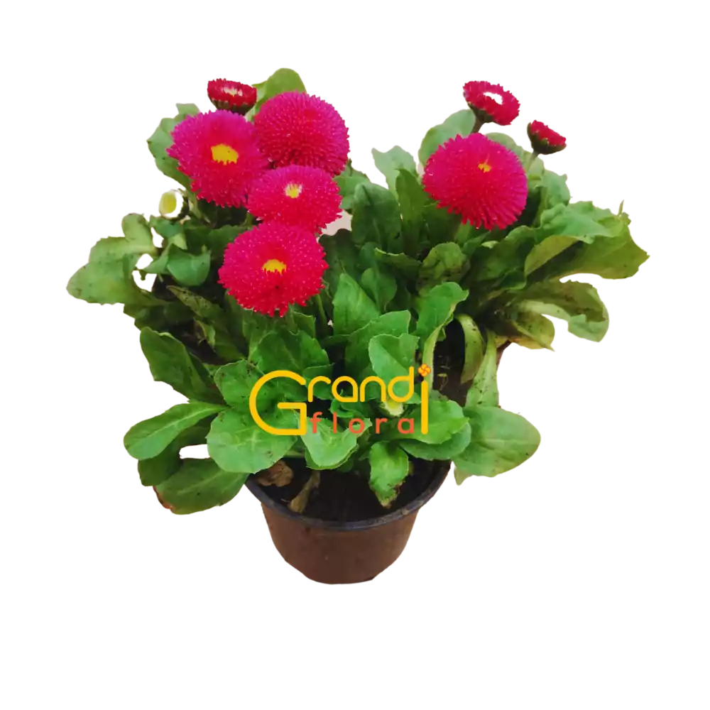 Set 12 Ghivece cu 24 Nasturasi (2023) - Grandiflora [5]