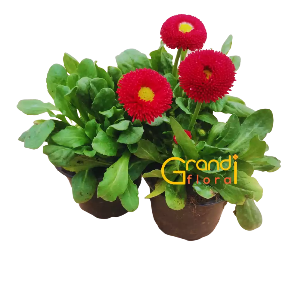 Set 12 Ghivece cu 24 Nasturasi (2023) - Grandiflora [11]