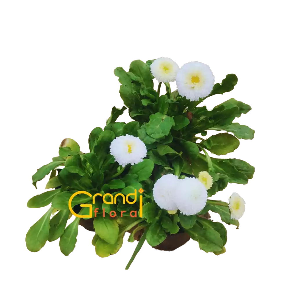 Set 12 Ghivece cu 24 Nasturasi (2023) - Grandiflora [8]