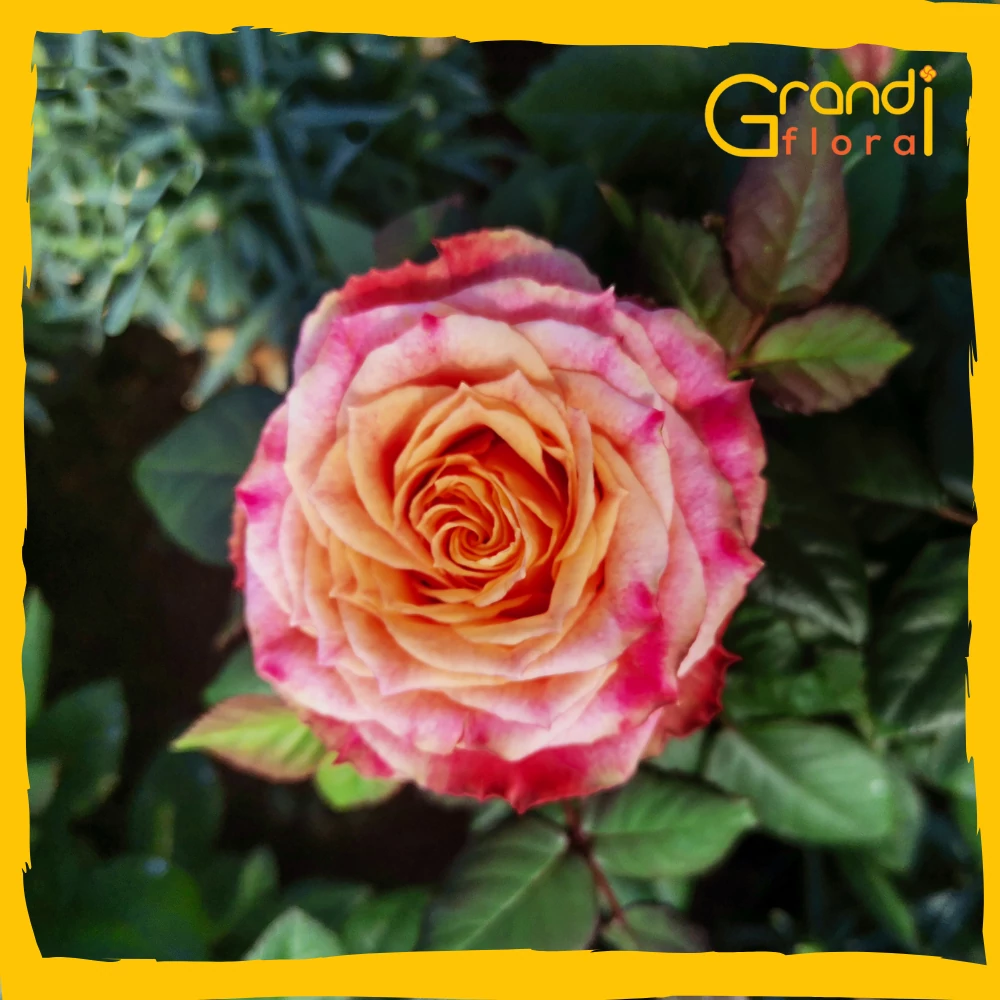 Trandafir de gradina - Orange Splash [1]