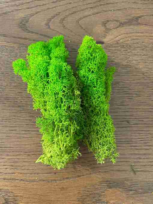 lichen stabilizat [2]