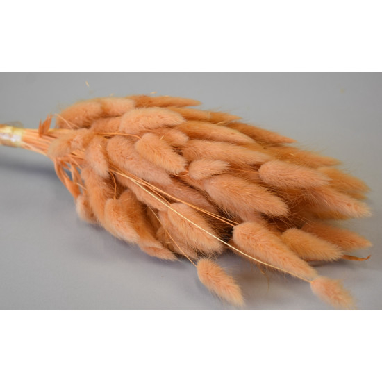 lagurus piersica 50 g [2]