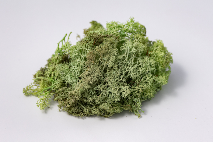 4 kg Lichen Stabilizat Premium – Verde Mentă [6]