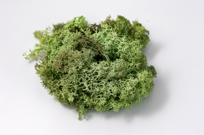 4 kg Lichen Stabilizat Premium – Verde Mentă [8]