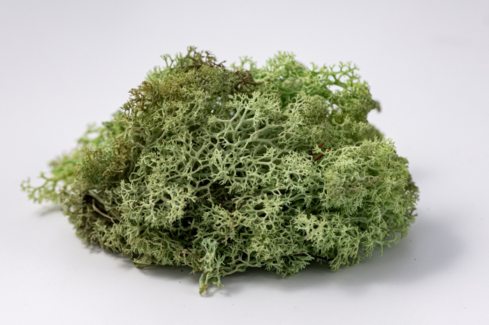 4 kg Lichen Stabilizat Premium – Verde Mentă [5]