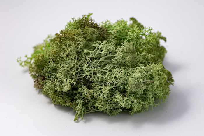 4 kg Lichen Stabilizat Premium – Verde Mentă [7]