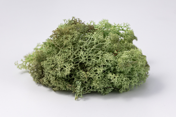 4 kg Lichen Stabilizat Premium – Verde Mentă [4]