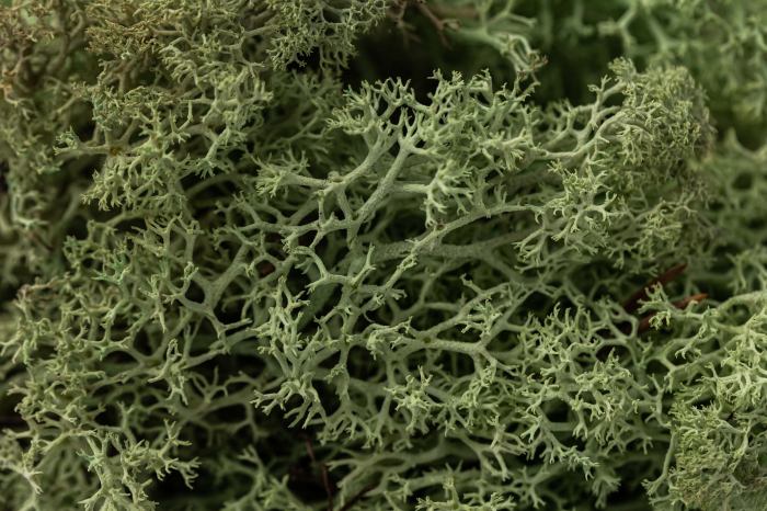 4 kg Lichen Stabilizat Premium – Verde Mentă [3]