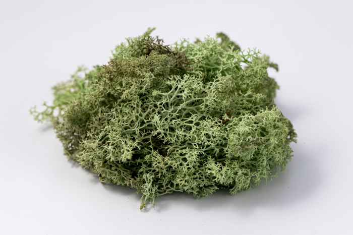 4 kg Lichen Stabilizat Premium – Verde Mentă [2]
