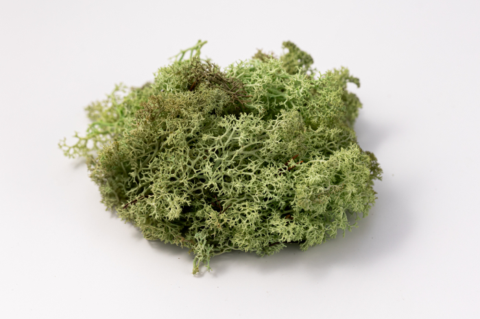 4 kg Lichen Stabilizat Premium – Verde Mentă [9]