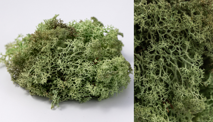 4 kg Lichen Stabilizat Premium – Verde Mentă [1]