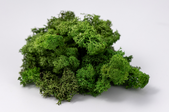 Lichen verde deschis 100g-4kg [2]