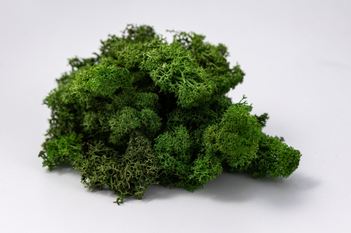Lichen verde deschis 100g-4kg [5]