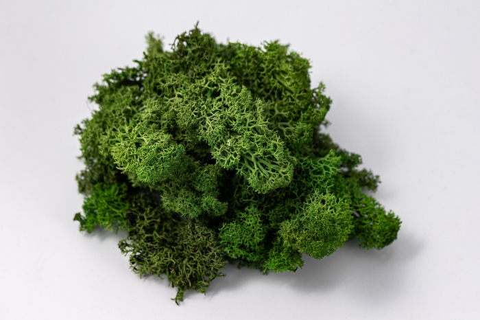 Lichen verde deschis 100g-4kg [8]